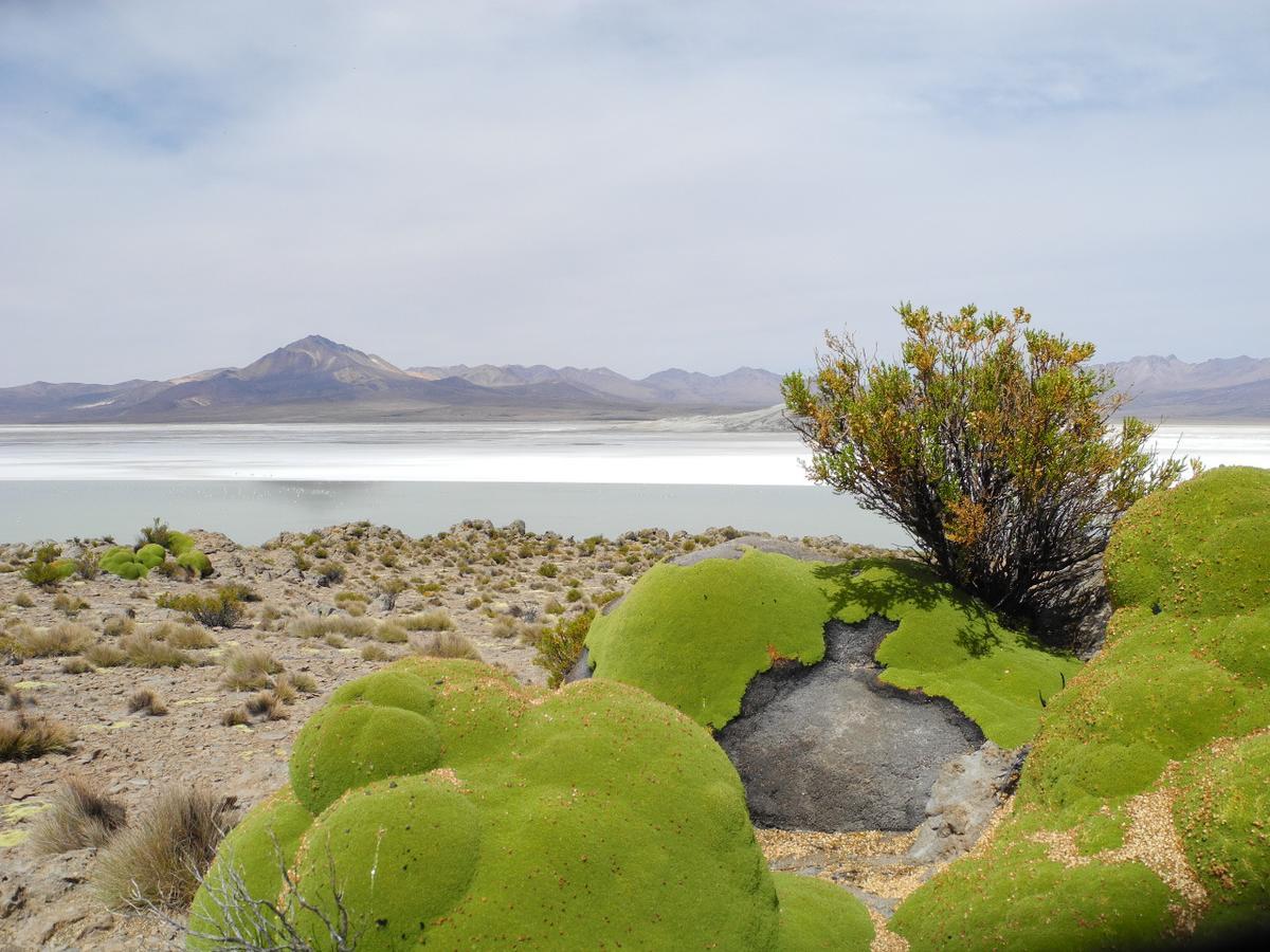 بوتري Hostal Vientos Del Altiplano المظهر الخارجي الصورة