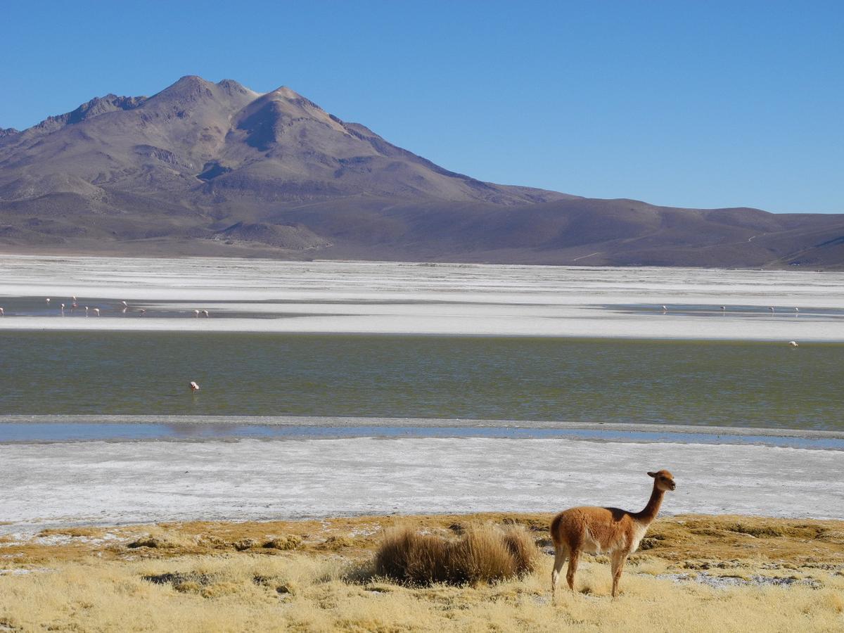 بوتري Hostal Vientos Del Altiplano المظهر الخارجي الصورة